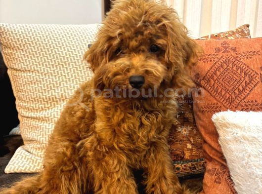 3 aylık dişi Toy Poodle yavrumuz