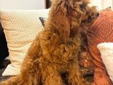 3 Aylık Dişi Toy Poodle Yavrumuz