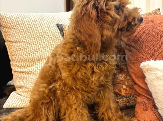 3 Aylık Dişi Toy Poodle Yavrumuz görsel