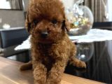 TOY POODLE YAVRULARIMIZ