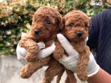 Irk Garabtiki Toy Poodle Yavrular