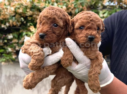 Irk Garabtiki Toy Poodle Yavrular görsel