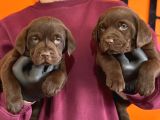 Irk Garantil Labrador Retriver Yavrular