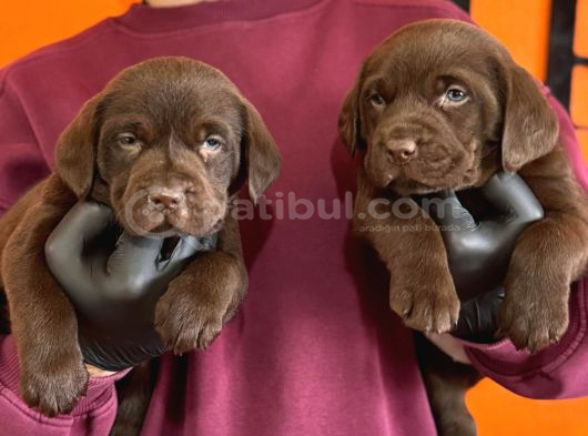 Irk Garantil Labrador Retriver Yavrular görsel