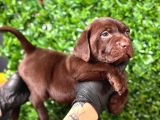 Irk Garantil Labrador Retriver Yavrular