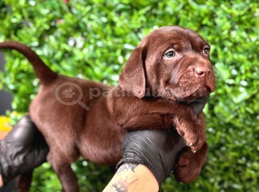 Irk Garantil Labrador Retriver Yavrular görsel