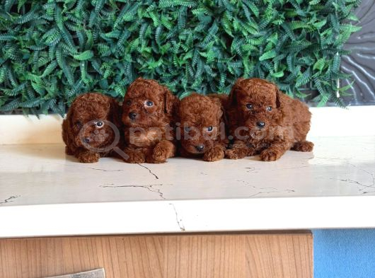 Tea Cup Poodle Yavrular görsel