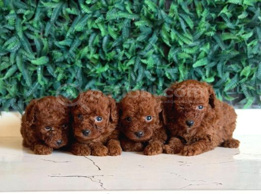 Tea Cup Poodle Yavrular görsel