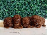 Tea Cup Poodle Yavrular