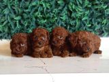 Tea Cup Poodle Yavrular
