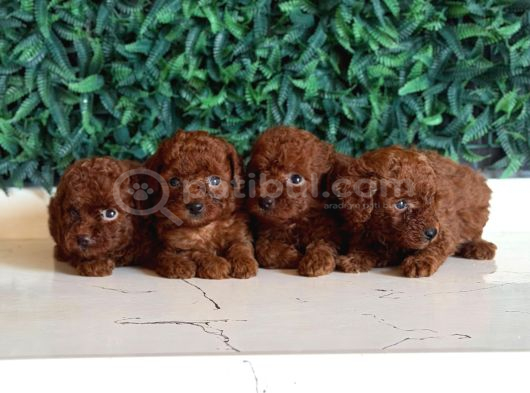 Tea Cup Poodle Yavrular