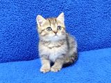 Tesli̇me Hazir Golden Taby Güzelli̇k