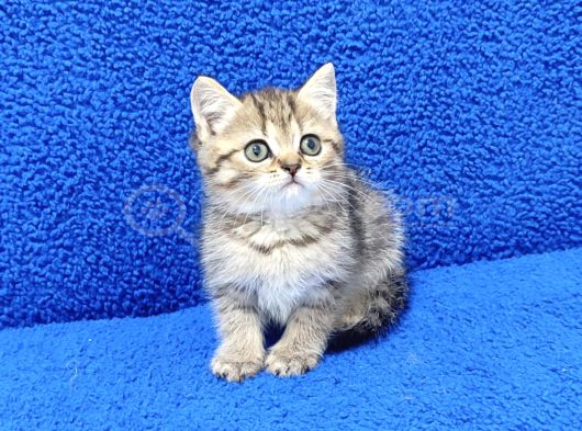 TESLİME HAZIR GOLDEN TABY GÜZELLİK