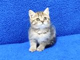 Tesli̇me Hazir Golden Taby Güzelli̇k