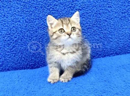 Tesli̇me Hazir Golden Taby Güzelli̇k görsel