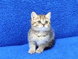 Tesli̇me Hazir Golden Taby Güzelli̇k