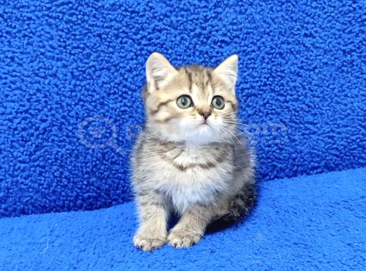 Tesli̇me Hazir Golden Taby Güzelli̇k görsel
