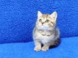 Tesli̇me Hazir Golden Taby Güzelli̇k