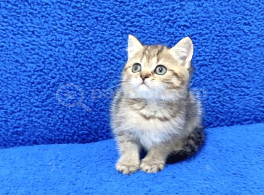 Tesli̇me Hazir Golden Taby Güzelli̇k görsel