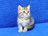 Tesli̇me Hazir Golden Taby Güzelli̇k
