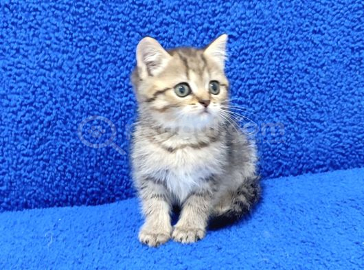 Tesli̇me Hazir Golden Taby Güzelli̇k görsel