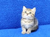 Tesli̇me Hazir Golden Taby Güzelli̇k