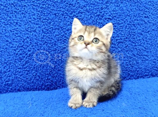 Tesli̇me Hazir Golden Taby Güzelli̇k görsel