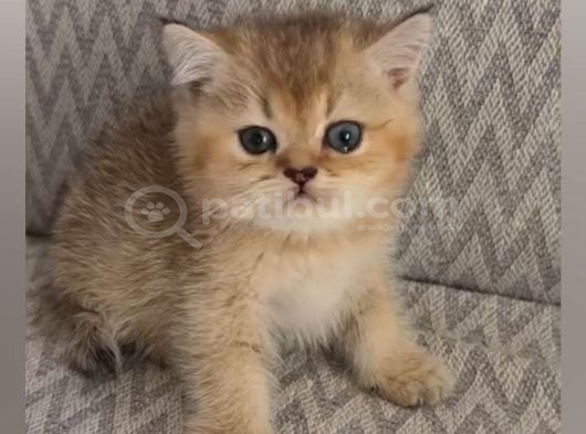 A kalite erkek british shorthair