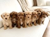 Çocuk Ve Oyun Deli̇si̇ Malti̇poo Yavrular