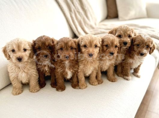 Çocuk Ve Oyun Deli̇si̇ Malti̇poo Yavrular