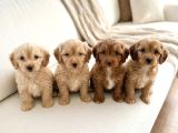 Çocuk Ve Oyun Deli̇si̇ Malti̇poo Yavrular