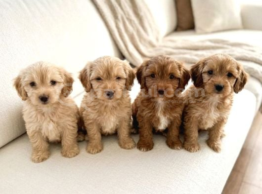 Çocuk Ve Oyun Deli̇si̇ Malti̇poo Yavrular görsel