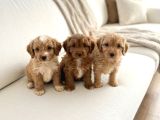 Çocuk Ve Oyun Deli̇si̇ Malti̇poo Yavrular