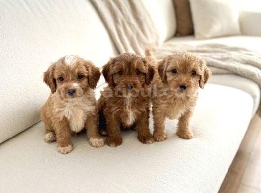 Çocuk Ve Oyun Deli̇si̇ Malti̇poo Yavrular görsel