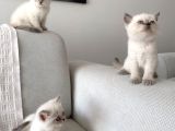 Oyunlar Oynamaya Doyamıyoruz