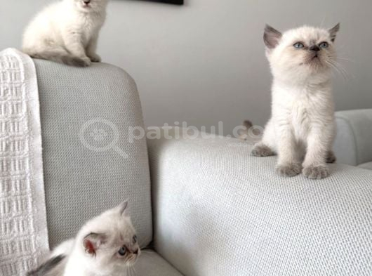 Oyunlar Oynamaya Doyamıyoruz görsel