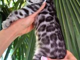 Ruhsatlı Ciftlikten Show class Silver Bengal Yavrular