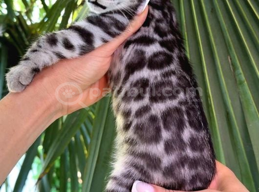 Ruhsatlı Ciftlikten Show class Silver Bengal Yavrular