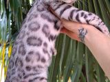 Gerçek Bengal Silver Erkek