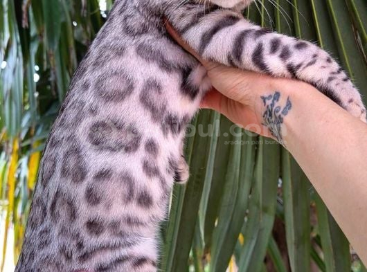 Gerçek Bengal Silver Erkek görsel