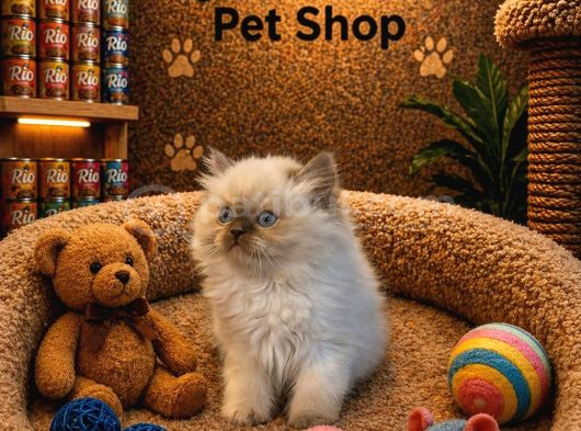 Mükemmel Güzellikte British Longhair Blue Point Yavrumuz görsel