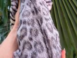 Gerçek Bengal Silver Erkek