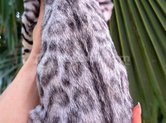 Gerçek Bengal Silver Erkek görsel