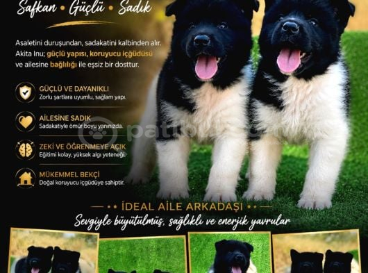 Ameri̇kan Aki̇ta Inu Premium Yavrular görsel