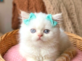A kalite iran chinchilla bebekler