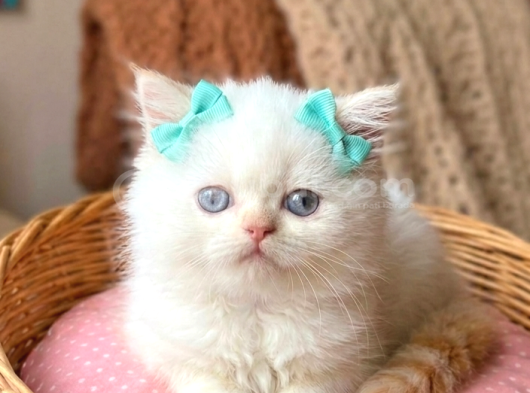 A kalite iran chinchilla bebekler