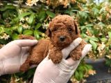 Irk Garabtiki Toy Poodle Yavrular