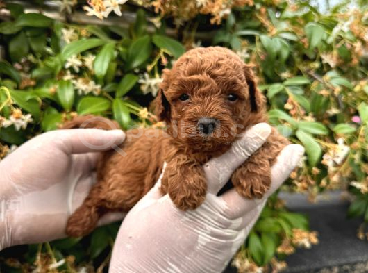 Irk Garabtiki Toy Poodle Yavrular görsel