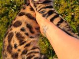 Show Class Bengal Yavrulari Yasal Çiftlikten