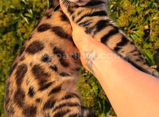 Show Class Bengal Yavrulari Yasal Çiftlikten görsel